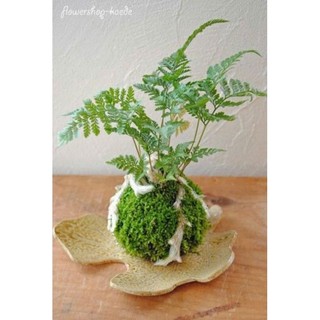 - .. Bóng cầu rêu kokedama decor không gian, loại đặc .
