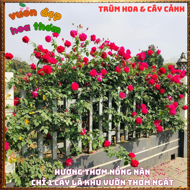 Chậu Hoa Hồng Tường Vi Siêu Phẩm Hương Thơm Cực Kỳ Dễ Trồng 📕 TRÙM HOA VÀ CÂY CẢNH