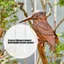 Cc Metal Bird Garden Cọc cổ Tượng điêu khắc ngoài trời chịu thời tiết