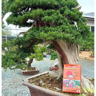 Phân hữu cơ Nhật Bản - viên nén đựng túi lưới - 1 hộp 36 túi - dùng cho bonsai và hoa kiểng