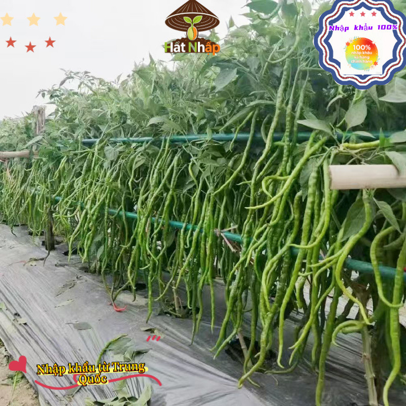 Hạt giông ớt dài hàn quốc Bao bì gốc500 hạt ĐẾN MÙA TRỒNG TẾT，k028