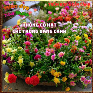 Cành Hoa Mười Giờ SAM KÉP NỞ CẢ NGÀY rất nhiều màu siêu dễ trồng 🍕 BẢO HÀNH CÂY GIỐNG VÀ HOA CHUẨN