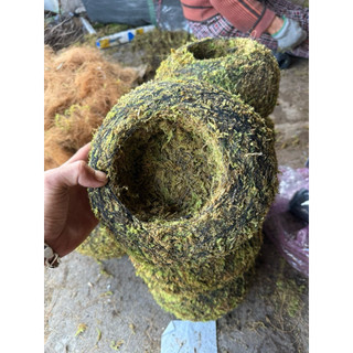 AA A quả cầu kokedama rêu tự nhiên kokedama trồng thay chậu (hàng thủ công)