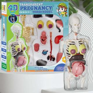 Gamchiano Mô hình giải phẫu cơ thể con người Đồ chơi giáo dục Các bộ phận có thể tháo rời Lắp ráp giải phẫu
