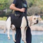 HamshMoc Dog Lift Harness Hỗ trợ Sling cho thú cưng khuyết tật bị thương Dây đeo có thể điều chỉnh cho chó cao cấp