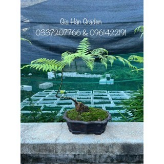 rêu xanh loại vip diện tích 25x25 , chịu hạn nắng nóng tốt, dùng để đắp cây bonsai ,cây cảnh…vv