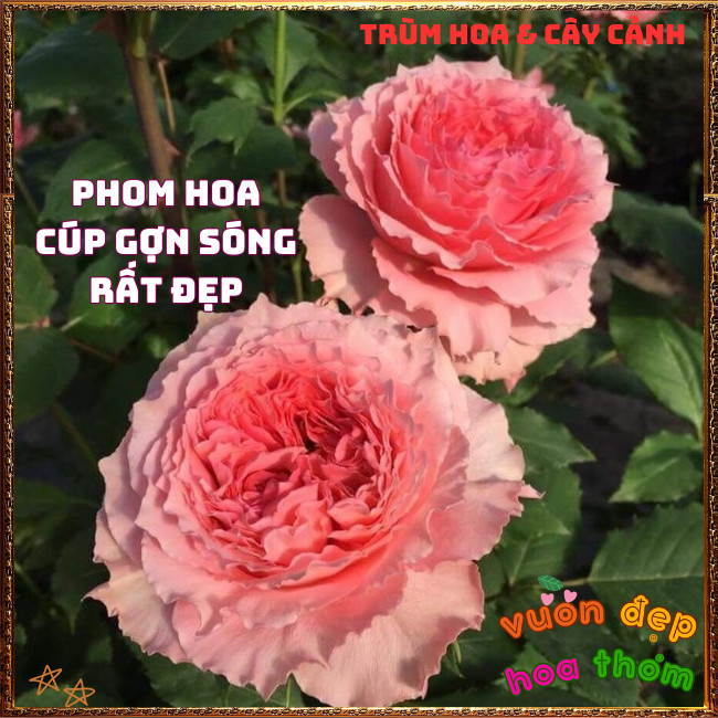 Chậu Hoa Hồng Corail Gelee Nở Bền Thơm Đậm Bông To Từng Chùm Mĩ Mãn️📩 Hoa Mười Giờ Bonsai & Phụ Kiện