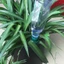 Yoo Efficiency Auto Watering Planter Spikes Bóng đèn tưới cây tự động cho gia đình