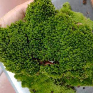 Rêu cushion tiểu cảnh bonsai, đắp tường rêu, terrarium, dùng làm nền