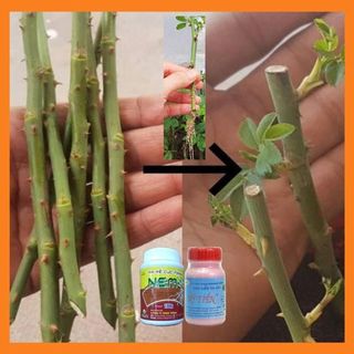 COMBO 1 LỌ RA RỄ NEM VÀ 1 LỌ KEO LIỀN SẸO MỸ TIẾN - Giúp ra rễ và liền sẹo khi ghép cây trồng