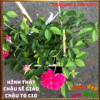 Chậu Hoa Hồng Tường Vi Siêu Phẩm Hương Thơm Cực Kỳ Dễ Trồng 📗 Yêu Nhà Yêu Hoa