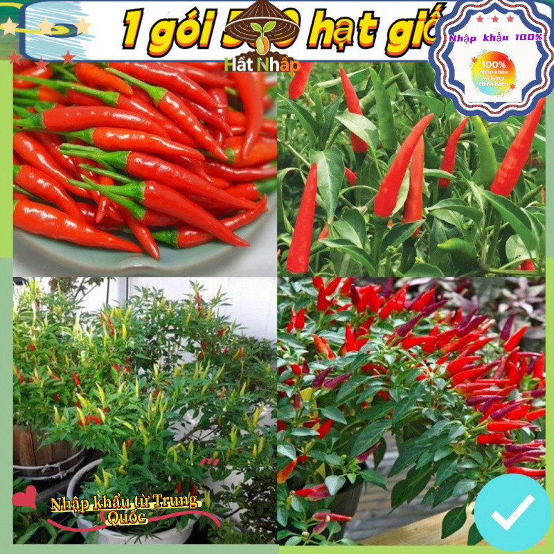 Hạt Giống Ớt Chỉ Thiên F1 (500 Hạt) - Cay Nồng Nàng ,Thơm Ngon -k035