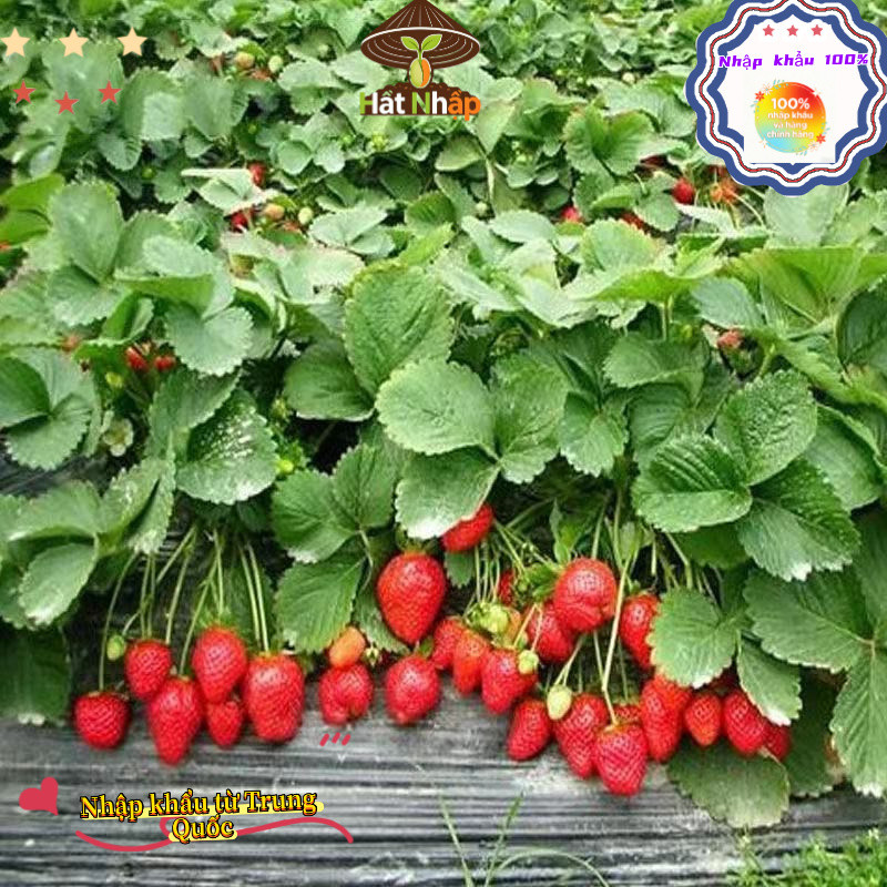 Hạt giống dâu tây chịu nhiệt Nhật Bản bốn mùa，Dâu tây kem，-k001-k002