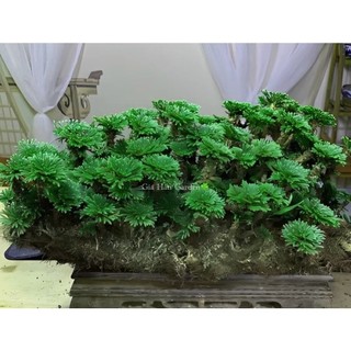10 cây dương xỉ đá (trường sinh thảo) trang trí tiểu cảnh, hòn non bộ,,setup terarium...vv