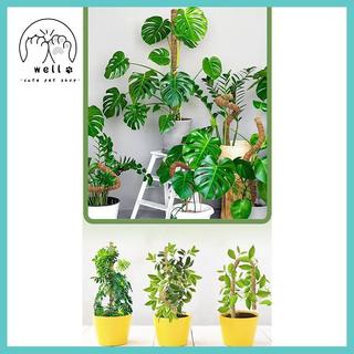 [wellstay1] 1 Chiếc Hỗ Trợ Cây Cực Rêu - Cây Trellis Rêu Cực Cho Cây Monstera - Rêu Cực Cho Cây Leo Cây Hỗ Trợ Sti [VN]