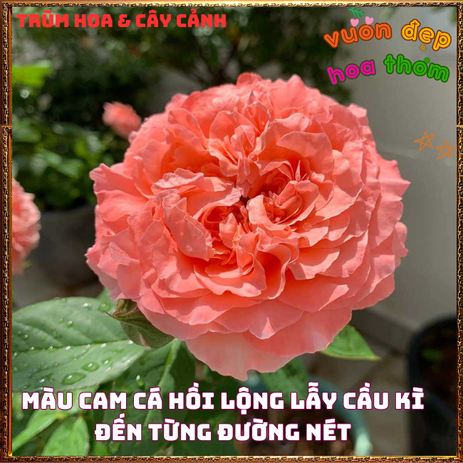 Chậu Hoa Hồng Corail Gelee Màu Cam Hồng Bông Rất To Nở Bền 2 Tuần 📕 TRÙM HOA VÀ CÂY CẢNH