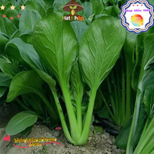 Hạt giống rau cải ngọt lùn chịu nhiệt，Khoảng 2500 viên thuốc mỗi túi-k015