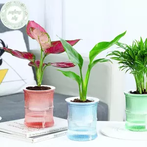 Chậu hoa thủy canh lười PUSKY Chậu hoa hấp thụ nước tự động Chậu hoa trong suốt hai lớp bằng nhựa tự tưới nước Văn phòng VN