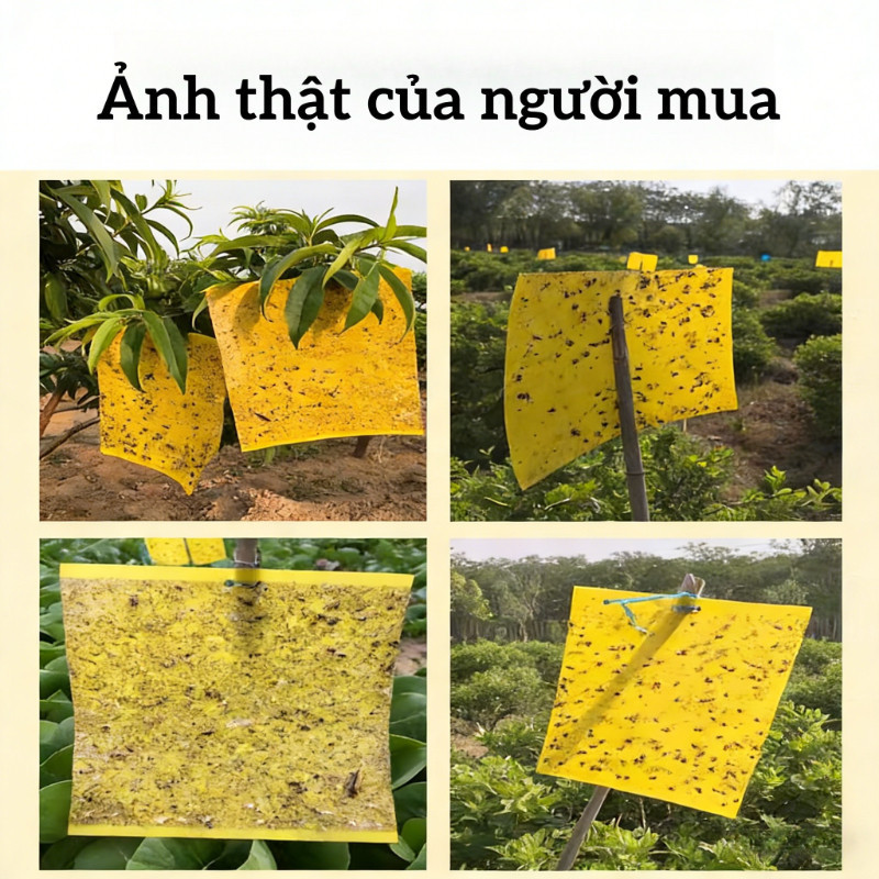 Bẫy Dính Ruồi Vàng 2 Mặt 10x20cm - Hiệu Quả Cao Trong Việc Dụ Và Diệt Ruồi Vàng, Côn Trùng Gây Hại Cho Vườn Cây