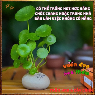 Chậu Cỏ Đồng Xu Xinh Xắn Rau Má Kiểng Làm Tiểu Cảnh Đáng Yêu Dễ Chăm📗 VƯỜN HOA CỔ TÍCH