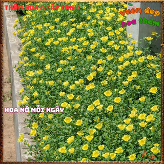 Hoa Mười Giờ Sam Cẩm Thạch Vàng Phú Qúy Đẹp Sáng Cả Chậu Siêu Xinh📗 VƯỜN HOA CỔ TÍCH