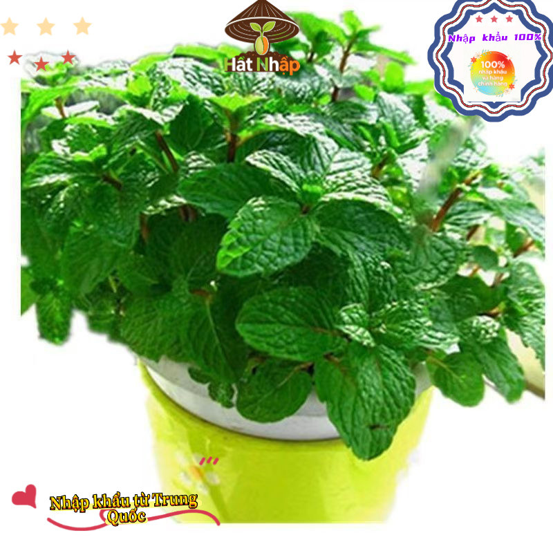 Hạt bạc hà nhập khẩu, thời gian sinh trưởng dài, dễ trồng, bao bì nguyên bản - 1000 hạt, k029