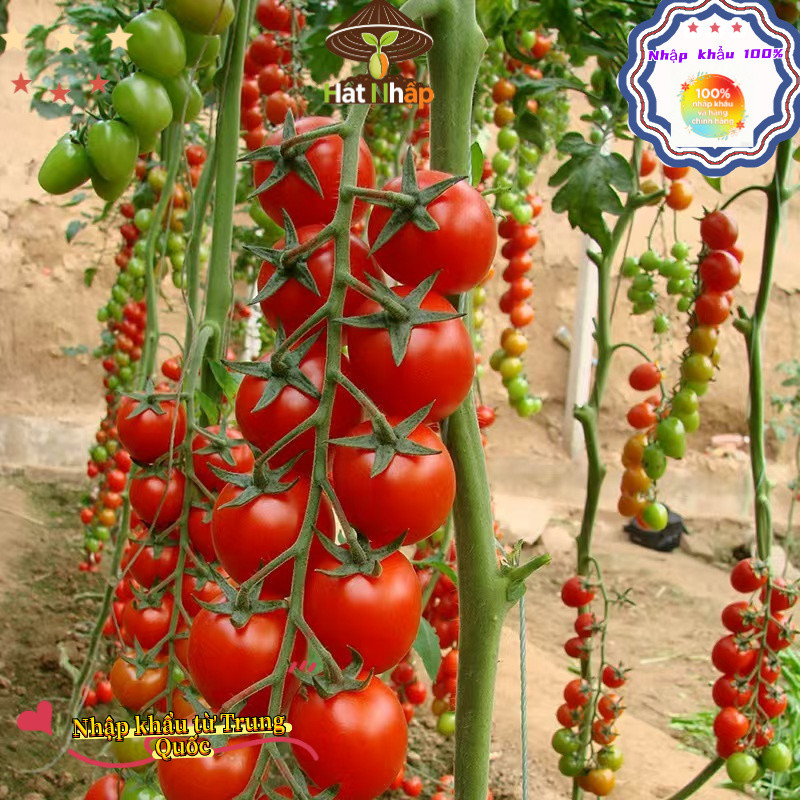 Hạt giống cà chua cherry đỏ chịu nhiệt，-k006