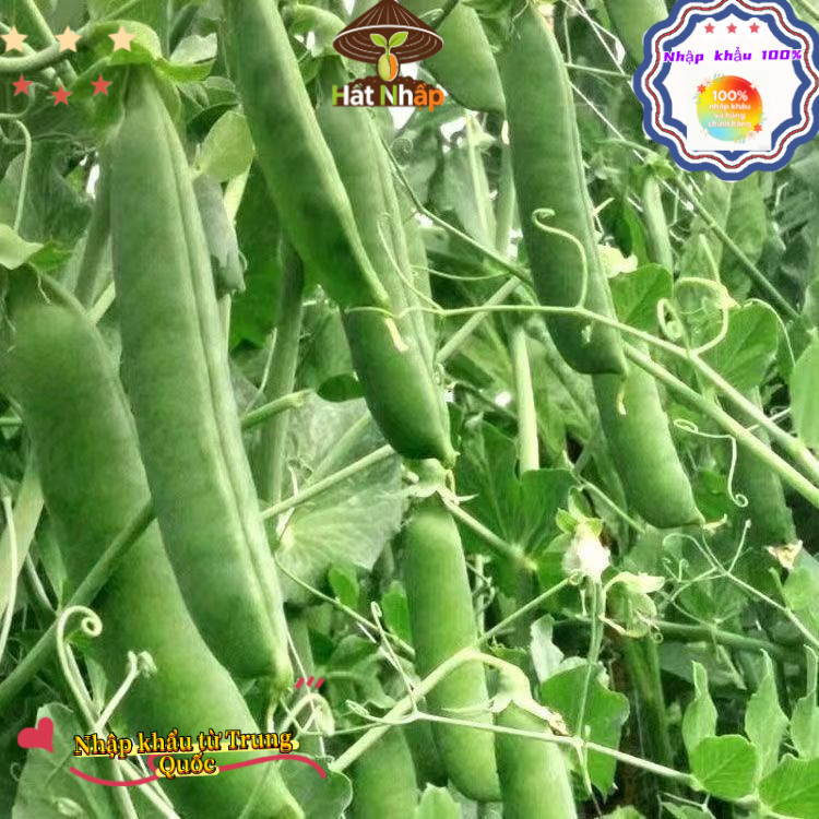 Hạt giống đậu Hà Lan，Ngọt và giòn, 20g bao bì gốc, k032