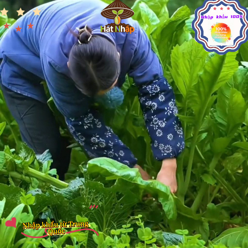 Hạt giống cải mèo khổng lồKhoảng，Hạt mù tạt 1000 viên thuốc-k021