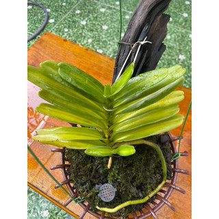 - rêu trắc bá đắp chậu hoa lan , tiểu cảnh , setup bán cạn, terarium