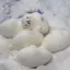 HFTOY Squishy Con dấu dễ thương Bóp Đồ chơi giảm căng thẳng Đồ chơi Mochi mềm Hoạt hình Phục hồi chậm Đồ chơi thần tài đàn áp cho trẻ em Quà tặng ~