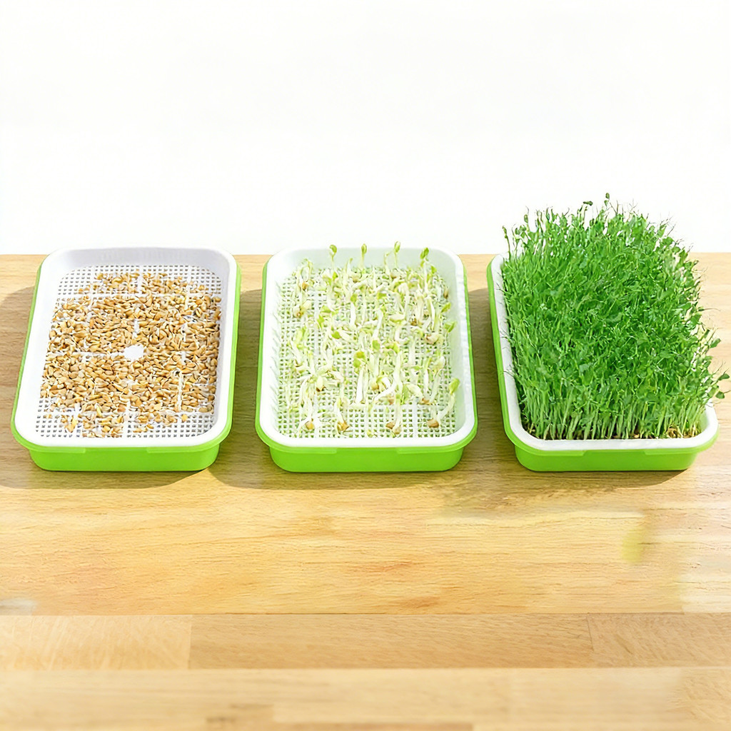 Bean Sprout Thủy Canh Khay nảy mầm Tấm nảy mầm Cây giống Khay trồng tại nhà