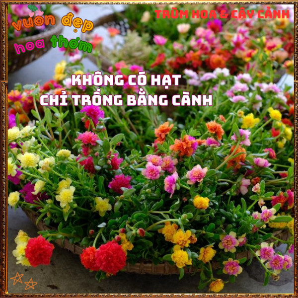 Cành Hoa Mười Giờ SAM KÉP NỞ CẢ NGÀY rất nhiều màu siêu dễ trồng ️️🍔 TRÙM HOA VÀ CÂY CẢNH