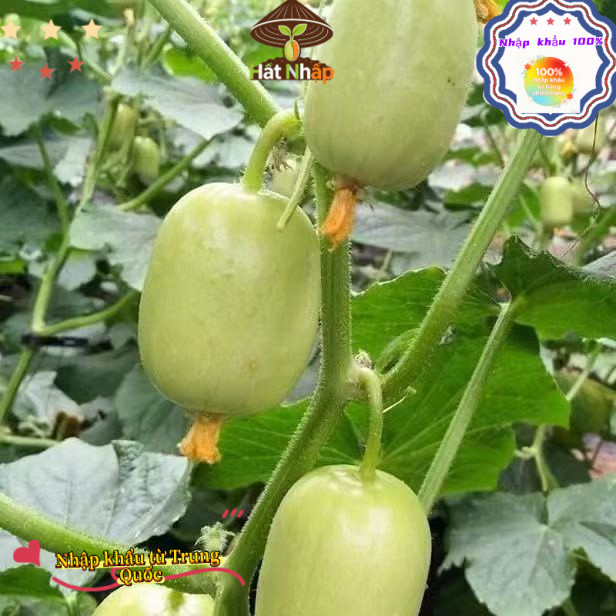 Hạt giống dưa chuột   siêu quả, tự thụ phấn (giòn, ngọt, đẹp mắt)，-k005