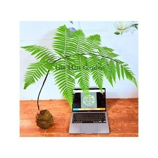 aCủ dương xỉ culi chuẩn lông vàng( giá sanf nên sẽ chênh hơn  lông cầm má.u rất hiệu quả, trồng trực tiếp trong nhà