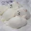 HFTOY Squishy Con dấu dễ thương Bóp Đồ chơi giảm căng thẳng Đồ chơi Mochi mềm Hoạt hình Phục hồi chậm Đồ chơi thần tài đàn áp cho trẻ em Quà tặng ~