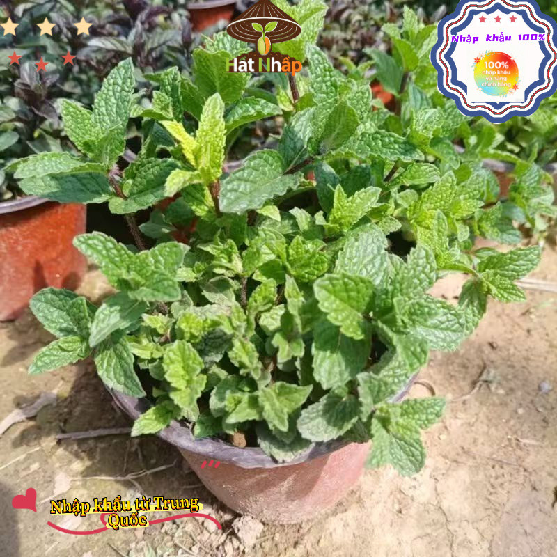 Hạt bạc hà nhập khẩu, thời gian sinh trưởng dài, dễ trồng, bao bì nguyên bản - 1000 hạt, k029