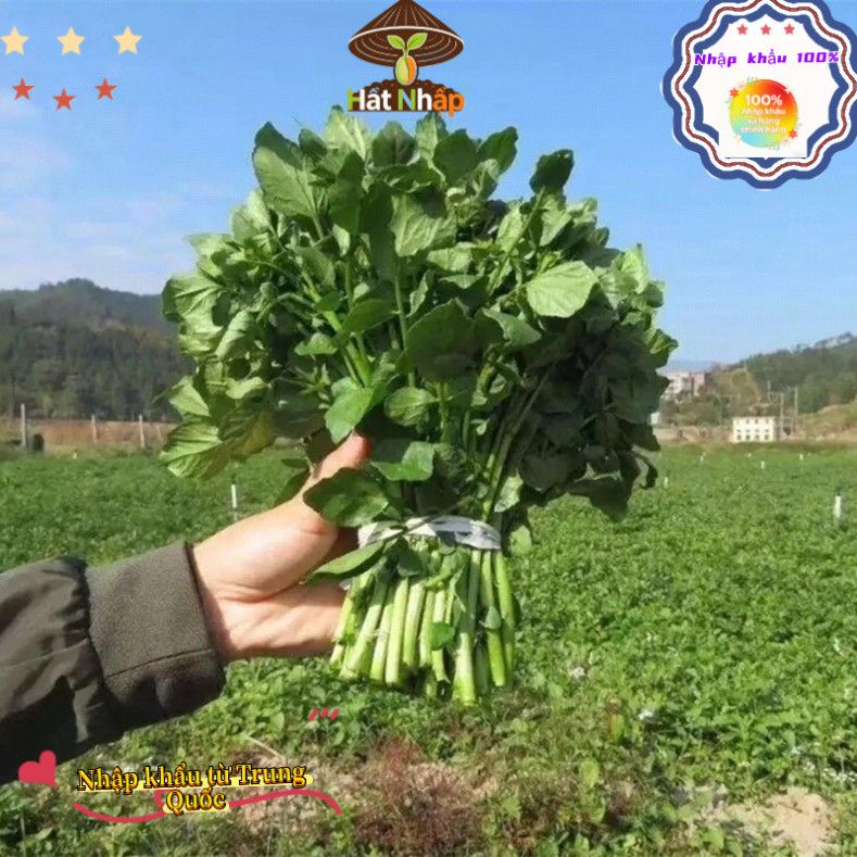 Hạt giống rau cải xoong, xà lách xoong trồng cạn giàu dinh dưỡng-k016