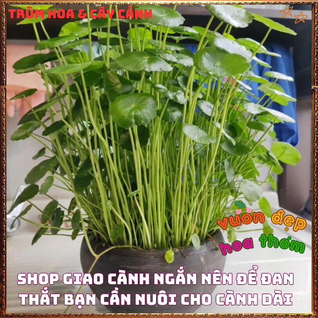 Chậu Cỏ Đồng Tiền Rau Má Kiểng Siêu Dễ Trồng Xinh Xắn Mang May Mắn️📩 Hoa Mười Giờ Bonsai & Phụ Kiện
