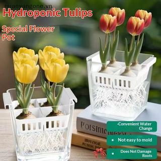 Nuanyangone.vn Hộp Đựng Thủy Canh Có Giỏ Hỗ Trợ Thoáng Khí Hạt Thủy Canh 4 Lỗ Chậu Hoa Không Đất Trang Trí Nhà Cửa Mới