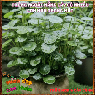 Chậu Cỏ Đồng Tiền Sức Sống Mãnh Liệt Mang Tài Lộc May Mắn 🍟 Yêu Nhà Yêu Hoa