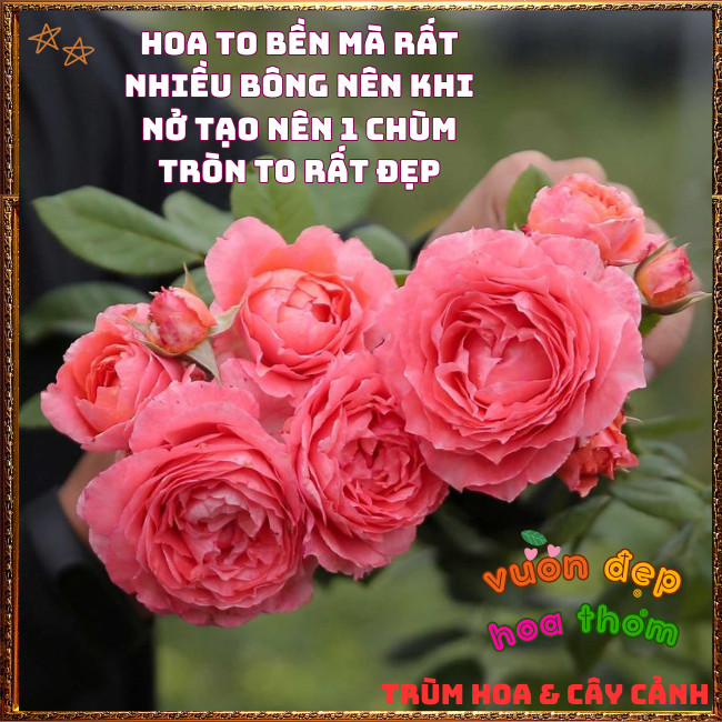 Chậu Hoa Hồng Corail Gelee Màu Cam Hồng Bông Rất To Nở Bền 2 Tuần 📕 TRÙM HOA VÀ CÂY CẢNH