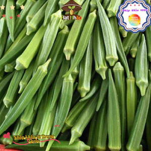 Hạt giống đậu bắp xanh，1cái túiKhoảng 90 viên thuốc，-k008