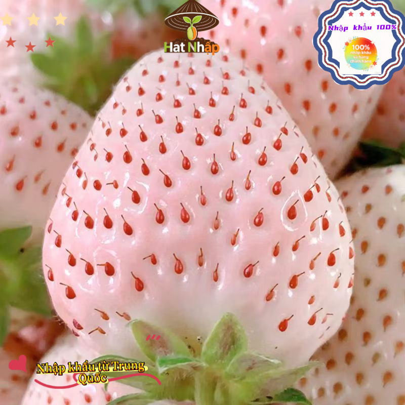 Hạt giống dâu tây chịu nhiệt Nhật Bản bốn mùa，Dâu tây kem，-k001-k002