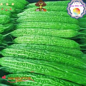 Hạt giống mướp đắng xanh siêu trái，1cái túiKhoảng 10 viên thuốc，-k007