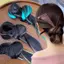 Kẹp tóc cosplay đa năng cho tiệc với màu sắc sinh động, chắc chắn phù hợp mọi mái tóc, phụ kiện có thể tái sử dụng.