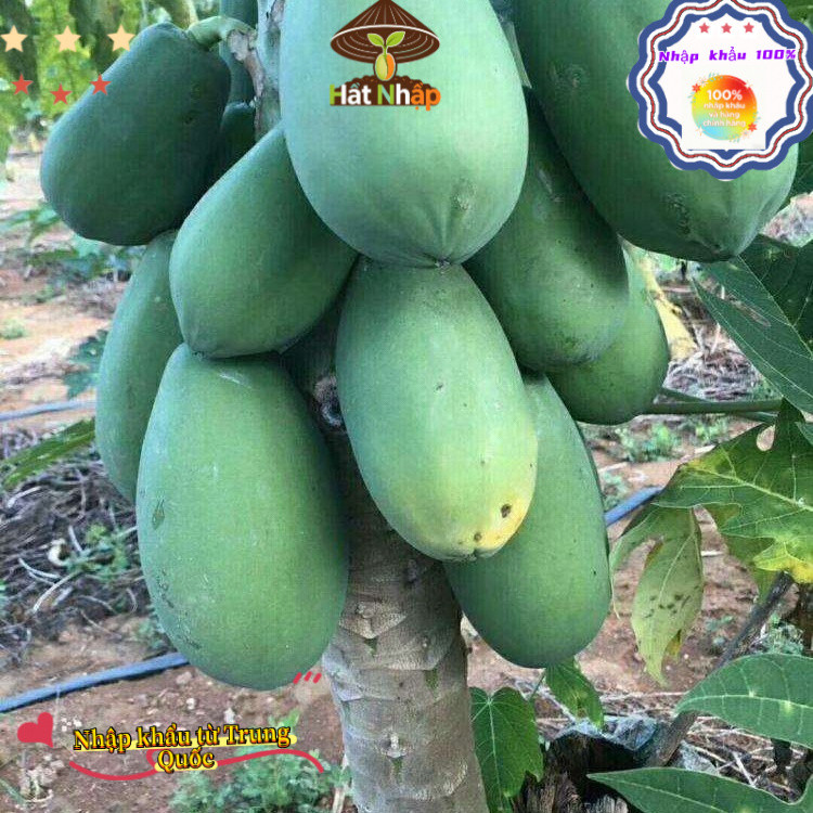 Imported red-fleshed papaya from China,Hạt Giống Đu Đủ Ruột Đỏ Sinh Trưởng KhoẻOriginal packaging 50 caps-k019