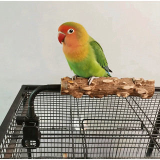 Cá rô vẹt huấn luyện bô - Giá đỡ gỗ tiêu kẹp cho Budgie Cockatiel & Lovebird