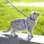 HamshMoc Kitten Dây Xích Bộ H Thiết Kế Chống Thoát Có Thể Điều Chỉnh Áo Đệm Mềm Dual D Vòng Điều Khiển