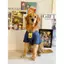 【Ready Stock】 Summer Dog Clothes Thin Labrador Golden Retriever Anti-Lint Cute Medium-Sized Dog Large Dog Dog Pet Clothes n3oH